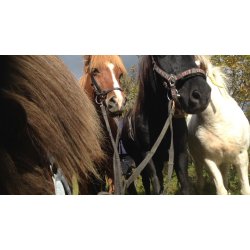 HESTAGALLERY HNDHESTGJORD