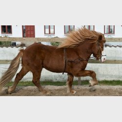 HESTAGALLERY KAPSUN TRENINGS OG LONGERINGS GRIME I L�R